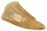 Fossil Mosasaur (Mosasaurus) Tooth - Morocco #286276-1